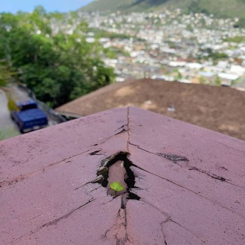 Seedling Peeking Out of Deteriorated Railing Overlooking Honolulu